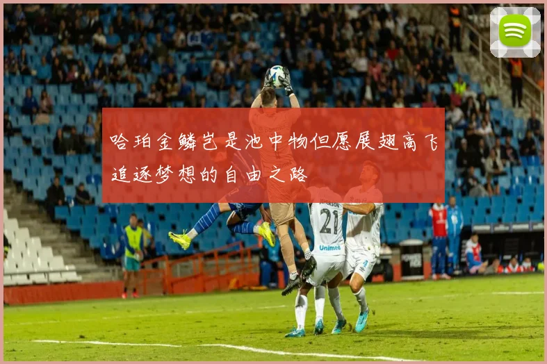 哈珀金鳞岂是池中物但愿展翅高飞追逐梦想的自由之路